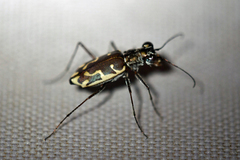 Ellipsoptera sperata