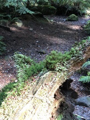 Polytrichum formosum