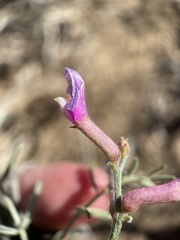 Astragalus casei