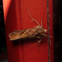Autographa precationis