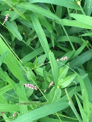 Persicaria longiseta