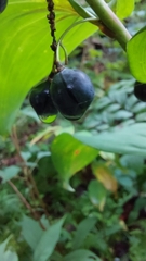 Polygonatum biflorum