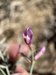 Astragalus casei