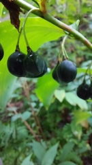 Polygonatum biflorum
