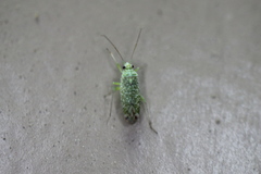 Orthotylus coagulatus