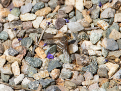 Exoprosopa agassizii