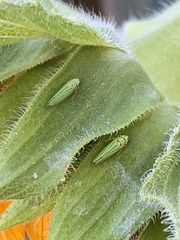 Graphocephala atropunctata