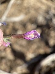 Astragalus casei