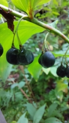 Polygonatum biflorum