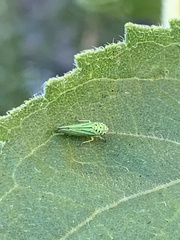 Graphocephala atropunctata