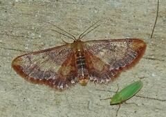 Idaea demissaria