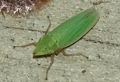 Draeculacephala balli