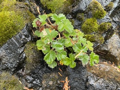 Potentilla villosa