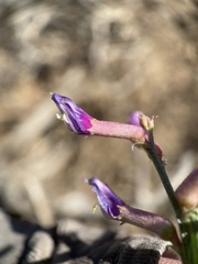 Astragalus casei