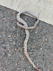 Pantherophis guttatus