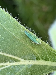 Graphocephala atropunctata