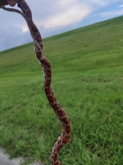 Pantherophis guttatus