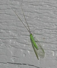 Ceraeochrysa lineaticornis