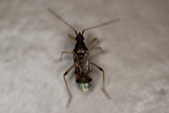 Ozophora salsaverdeae