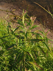 Asclepias incarnata