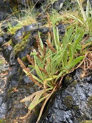 Plantago maritima
