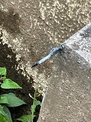 Orthetrum albistylum