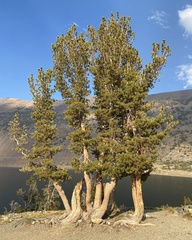 Pinus flexilis