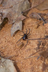 Latrodectus variolus