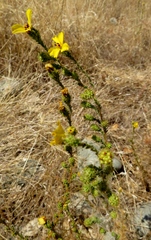 Holocarpha virgata virgata