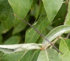 Emesaya brevipennis