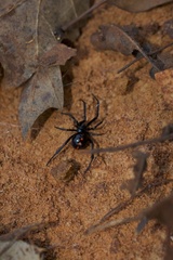 Latrodectus variolus