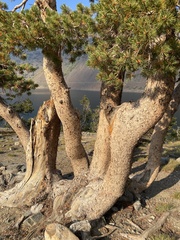 Pinus flexilis