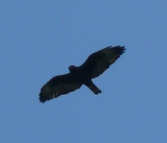 Buteo brachyurus