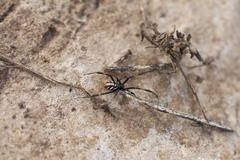 Latrodectus mactans