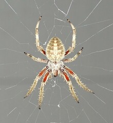 Neoscona domiciliorum