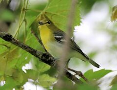 Vireo flavifrons