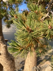 Pinus flexilis