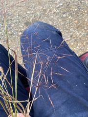 Capillipedium spicigerum