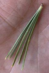 Pinus flexilis
