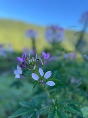 Cleome