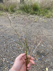 Capillipedium spicigerum