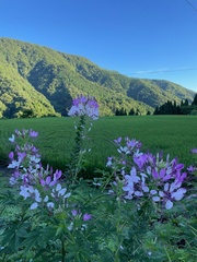 Cleome
