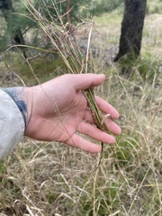 Capillipedium spicigerum