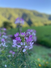Cleome