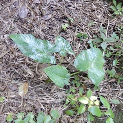 Xanthosoma sagittifolium