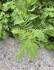 Desmanthus illinoensis