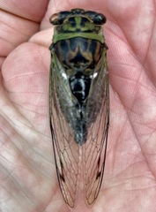 Neotibicen linnei