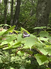 Limenitis arthemis arthemis