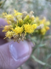 Chrysothamnus viscidiflorus viscidiflorus