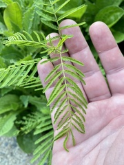Desmanthus illinoensis